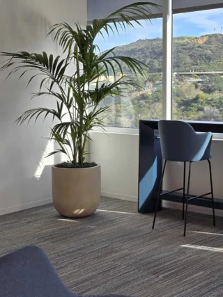 best indoor plants for low light