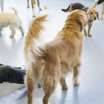 Puppy Training Classes Greenwich, Connecticut