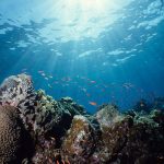 best coral for reef tank